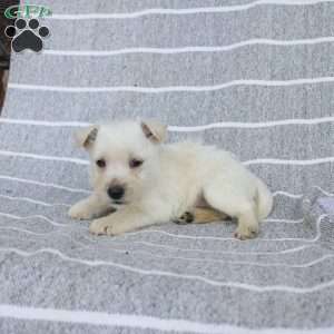 Dakota, West Highland Terrier Puppy