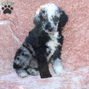 Rocky, Toy Poodle Puppy