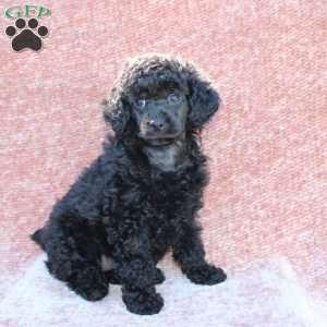 Rosie, Toy Poodle Puppy