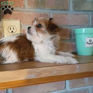Ollie, Shorkie Puppy