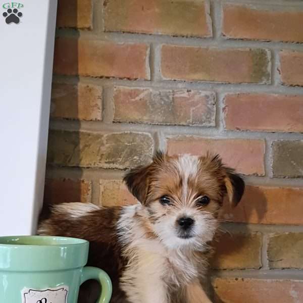 Ollie, Shorkie Puppy
