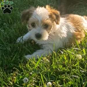 Penny, Shorkie Puppy