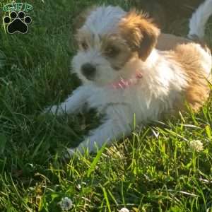 Penny, Shorkie Puppy