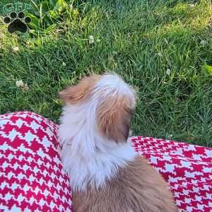 Penny, Shorkie Puppy