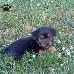 Cooper, Shorkie Puppy