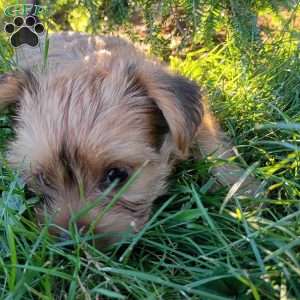 Pip, Shorkie Puppy