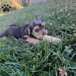 Zoey, Shorkie Puppy