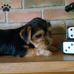 Zoey, Shorkie Puppy