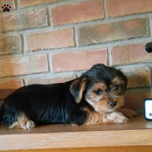 Zoey, Shorkie Puppy