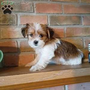 Ollie, Shorkie Puppy