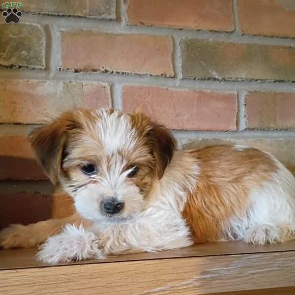 Penny, Shorkie Puppy