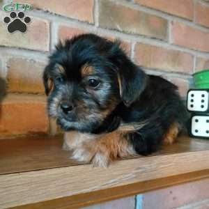 Cooper, Shorkie Puppy