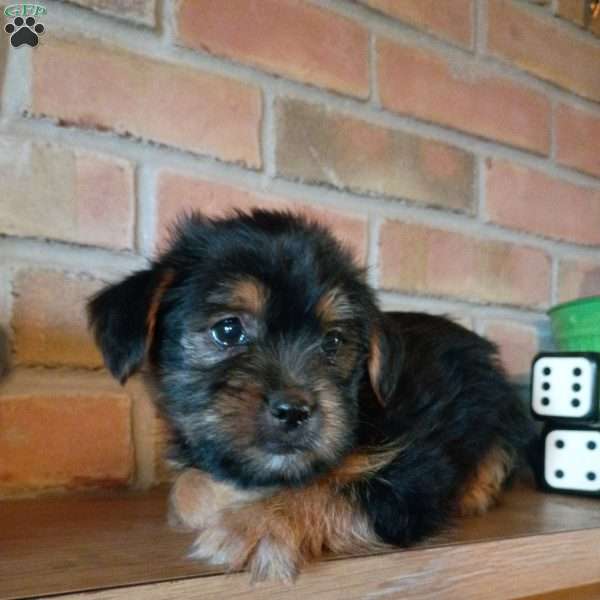 Cooper, Shorkie Puppy