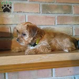 Pip, Shorkie Puppy