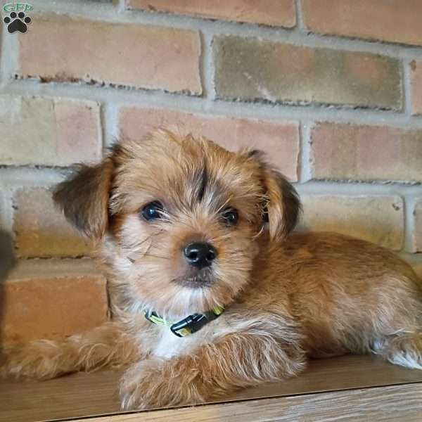 Pip, Shorkie Puppy