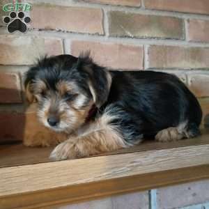 Archie, Shorkie Puppy