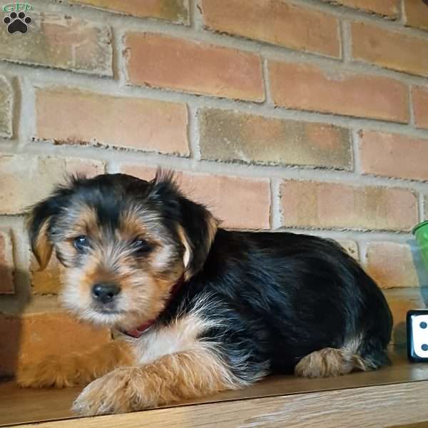 Archie, Shorkie Puppy