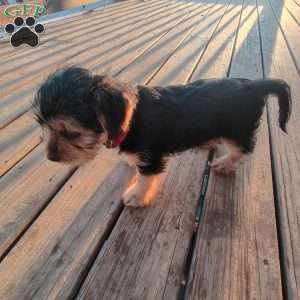 Archie, Shorkie Puppy