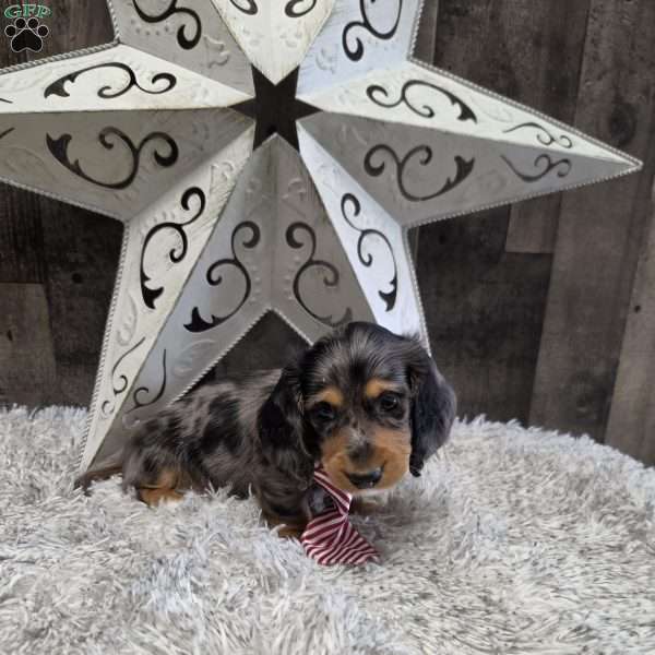 Dakota, Dachshund Puppy