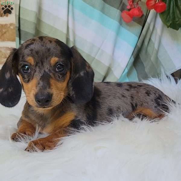 Trigger, Dachshund Puppy
