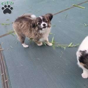 Gorda, Chihuahua Puppy