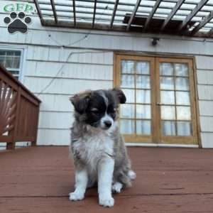 Gorda, Chihuahua Puppy