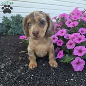 Mitter, Dachshund Puppy