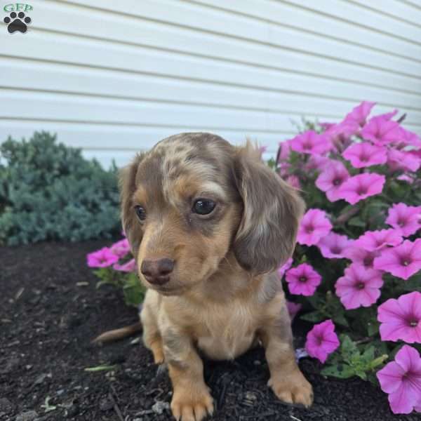 Mitter, Dachshund Puppy