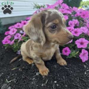 Mitter, Dachshund Puppy