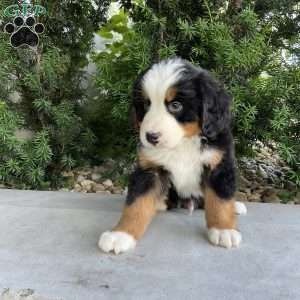 Hudson, Bernese Mountain Dog Puppy