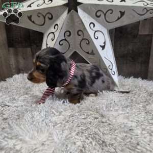 Dakota, Dachshund Puppy