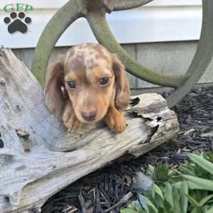 Mitter, Dachshund Puppy