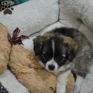 Gorda, Chihuahua Puppy