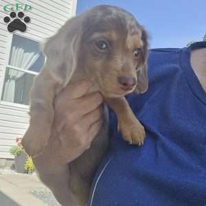 Mitter, Dachshund Puppy