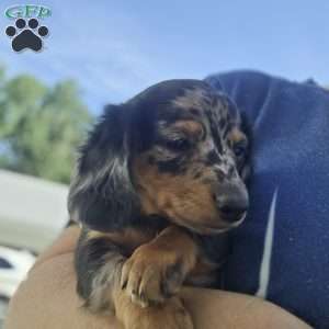 Maggie, Dachshund Puppy