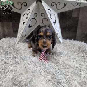Dakota, Dachshund Puppy