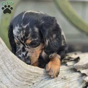 Maggie, Dachshund Puppy
