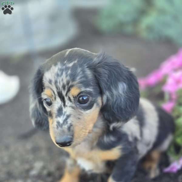 Maggie, Dachshund Puppy