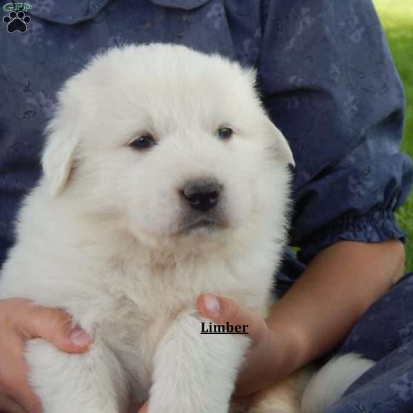Limbar, Great Pyrenees Puppy