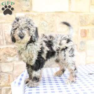 Jacob, Labradoodle Puppy