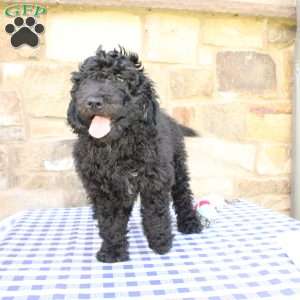 Jerry, Labradoodle Puppy