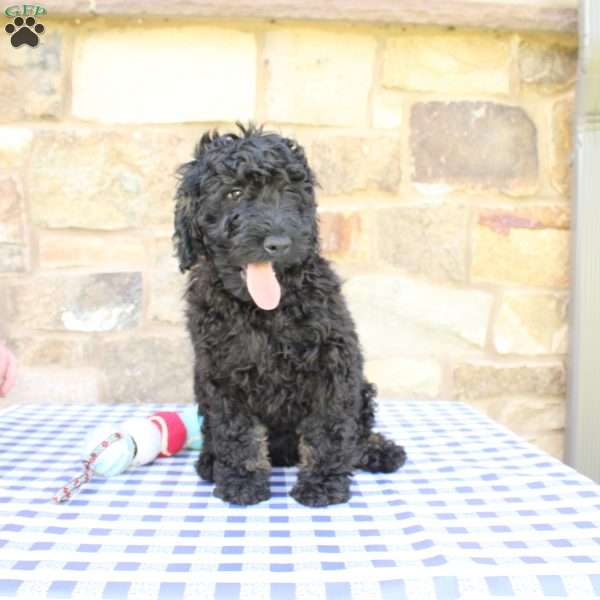 Jaxson, Labradoodle Puppy