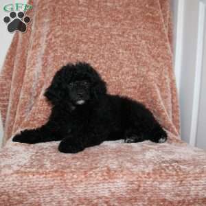 Bear, Miniature Poodle Puppy