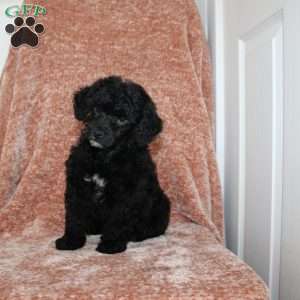 Buster, Miniature Poodle Puppy