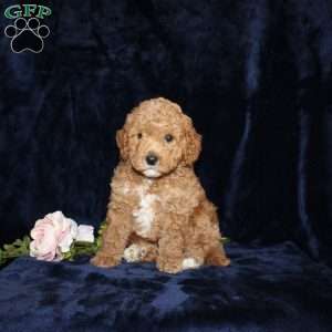Phillip, Mini Goldendoodle Puppy