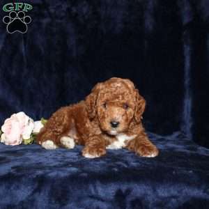 Peter, Mini Goldendoodle Puppy