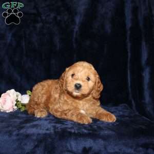 Pam, Mini Goldendoodle Puppy