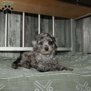 Cally, Miniature Poodle Puppy