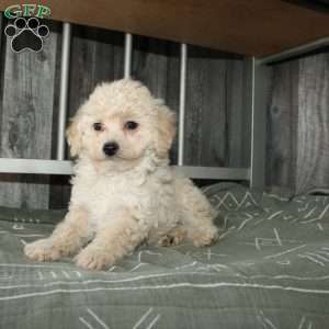 Colby, Miniature Poodle Puppy