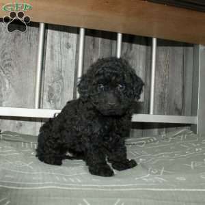 Carter, Miniature Poodle Puppy